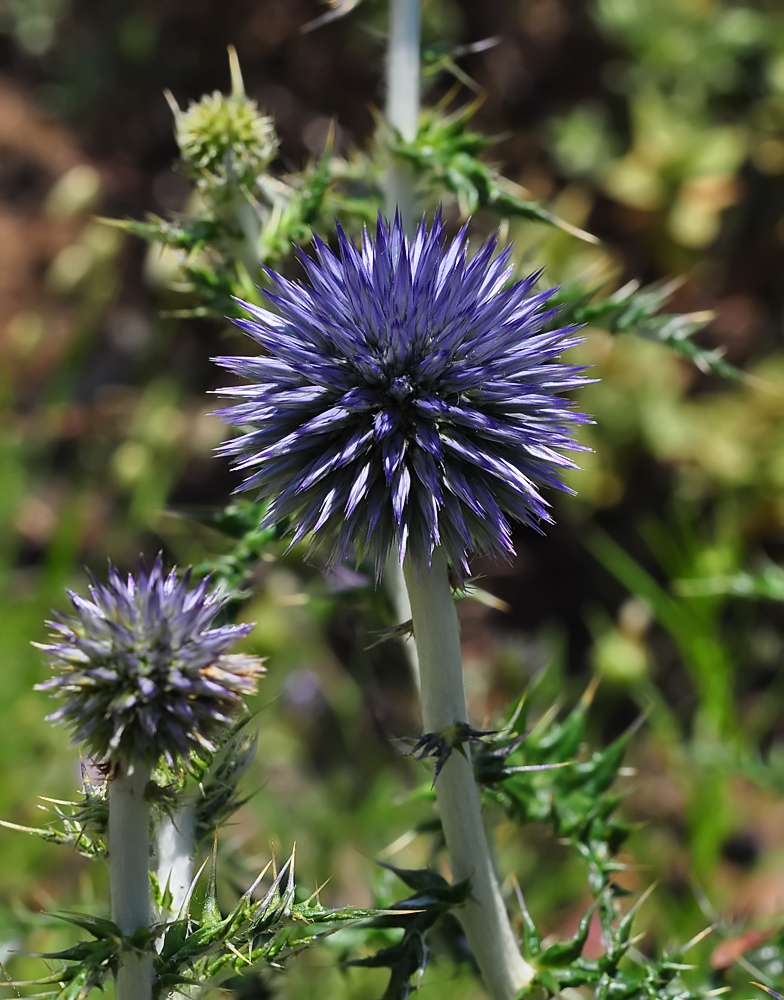 Echinops ritro