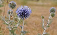 Echinops ritro