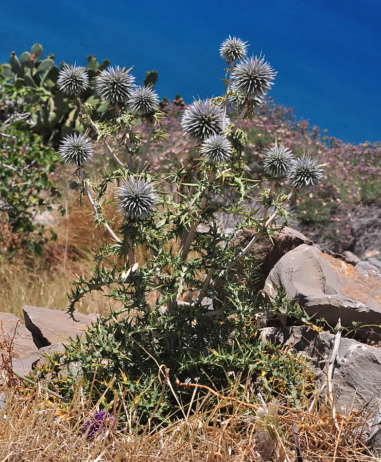 Echinops spinosissimus