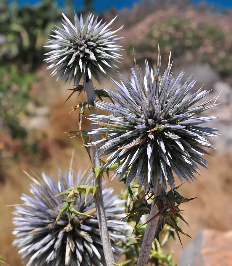 Echinops spinosissimus