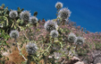 Echinops spinosissimus