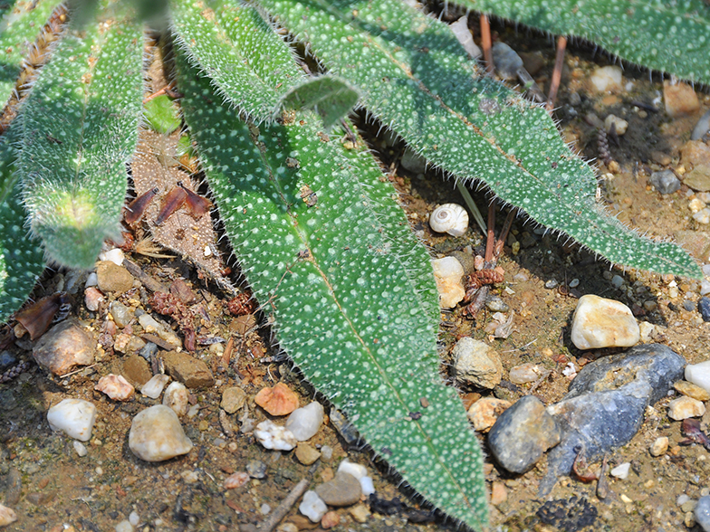 Echium asperrimum