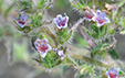 Echium asperrimum