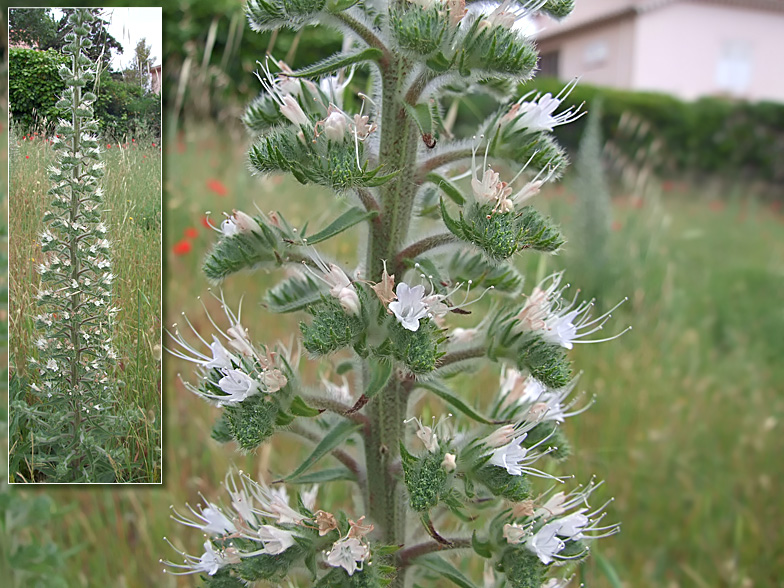 Echium italicum