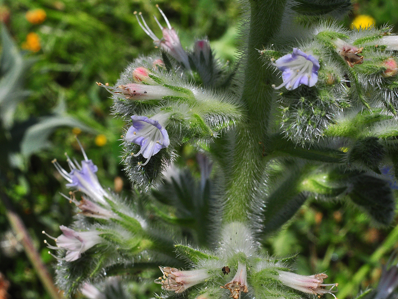 Echium italicum