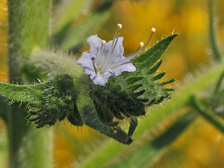 Echium italicum