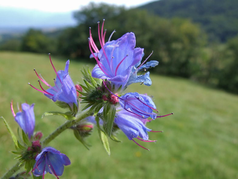 Echium vulgare