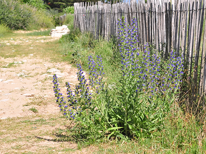 Echium vulgare