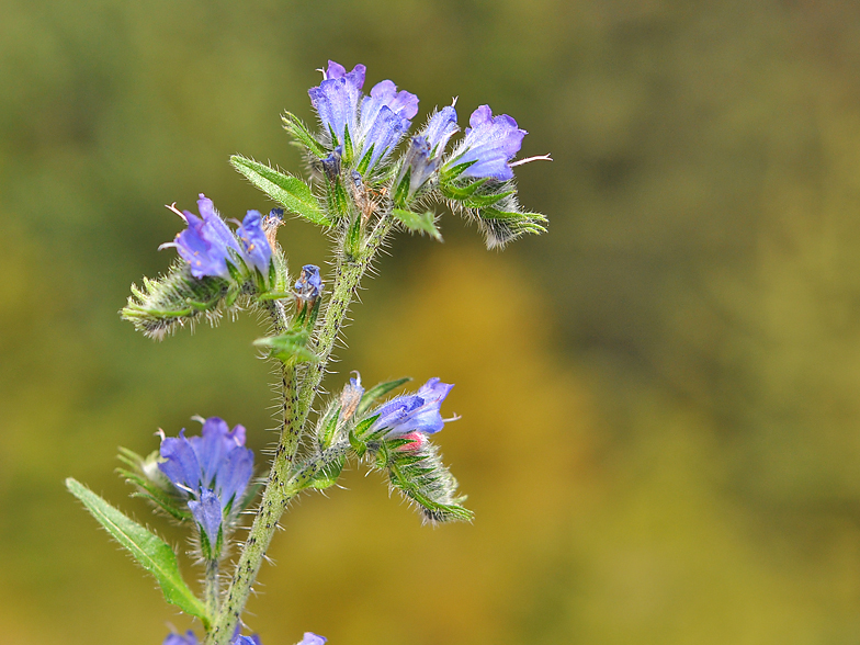 Echium vulgare