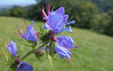 Echium vulgare