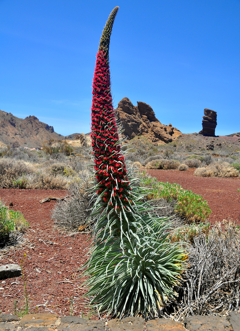 Echium wildpretii