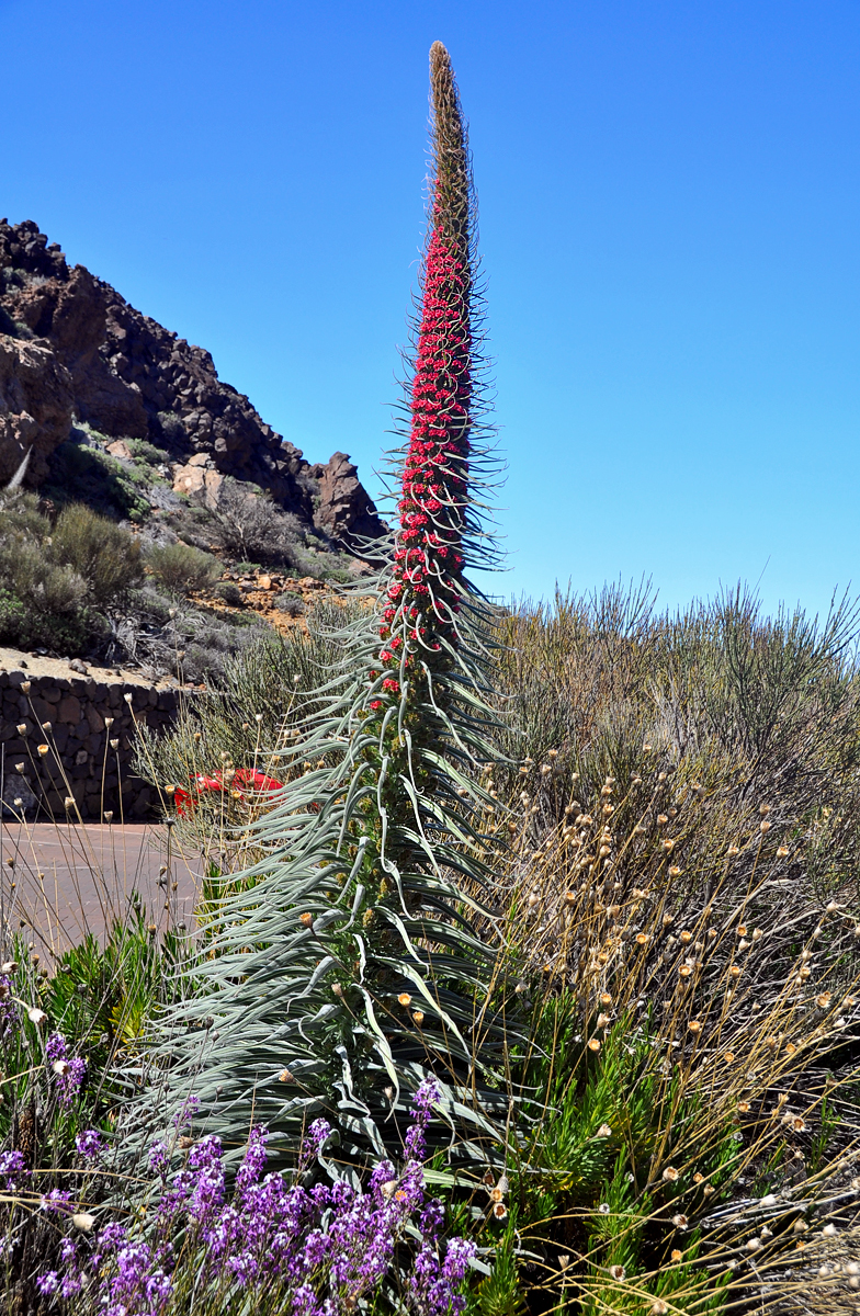 Echium wildpretii 2