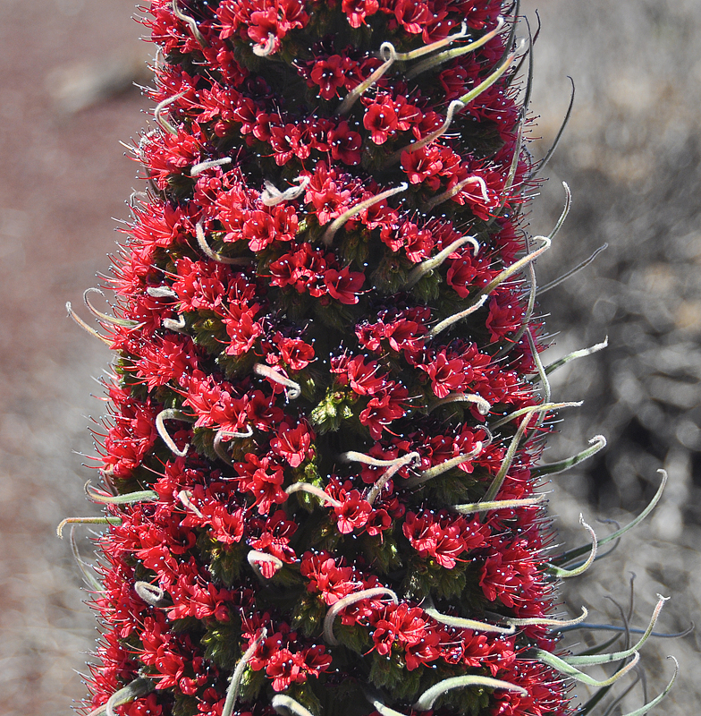 Echium wildpretii detail