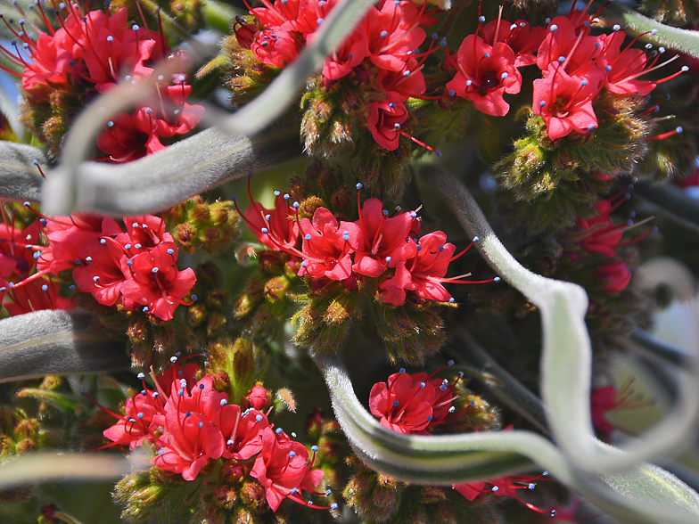 Echium wildpretii fleurs