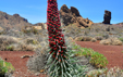 Echium wildpretii