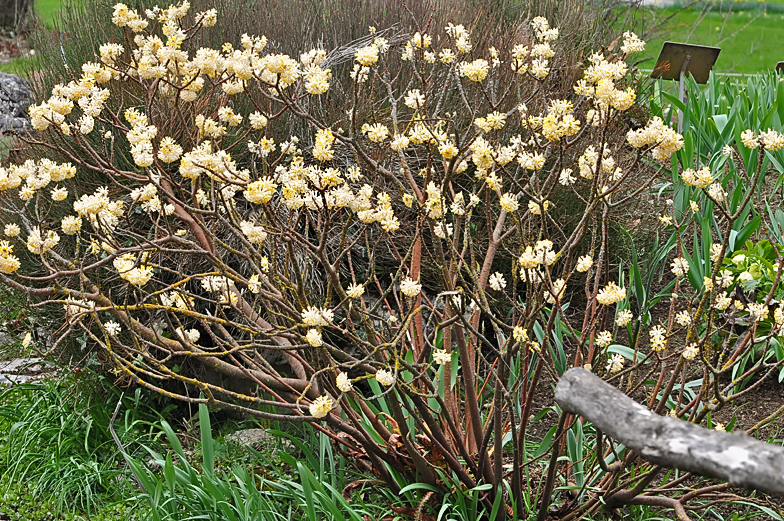 Edgeworthia papyrifera