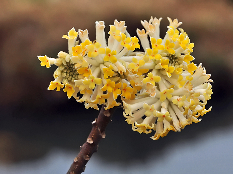 Edgeworthia papyrifera