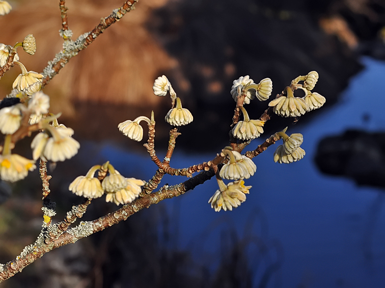 Edgeworthia papyrifera