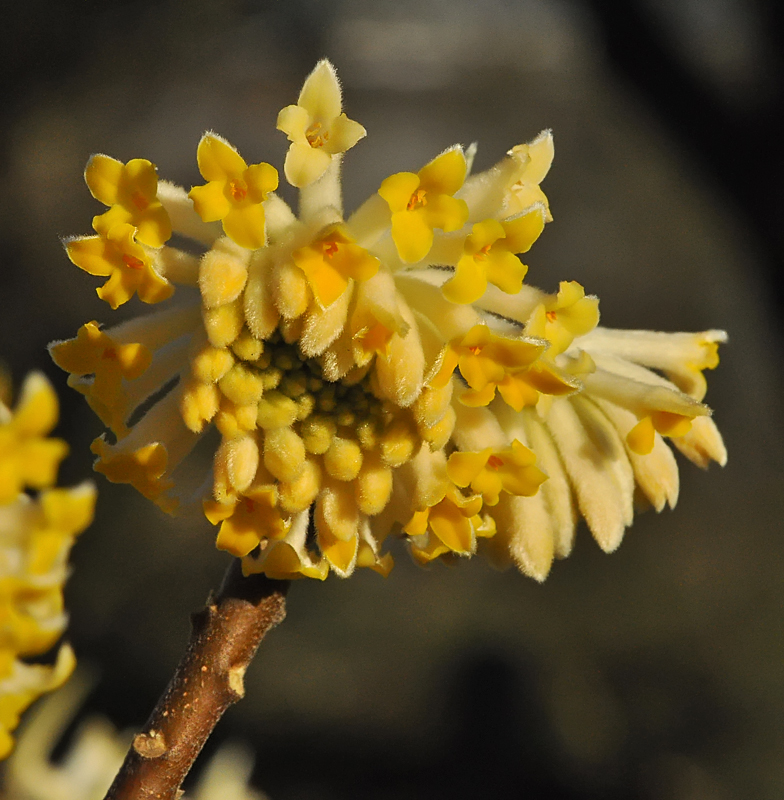 Edgeworthia papyrifera