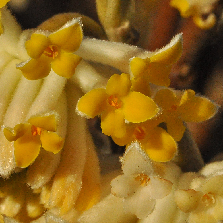 Edgeworthia papyrifera