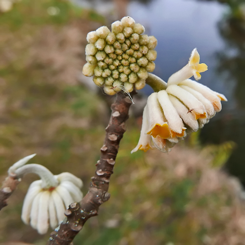 Edgeworthia papyrifera