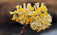 Edgeworthia papyrifera