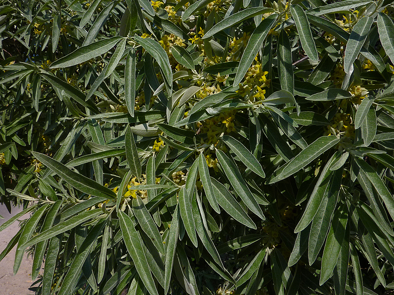 Elaeagnus angustifolia