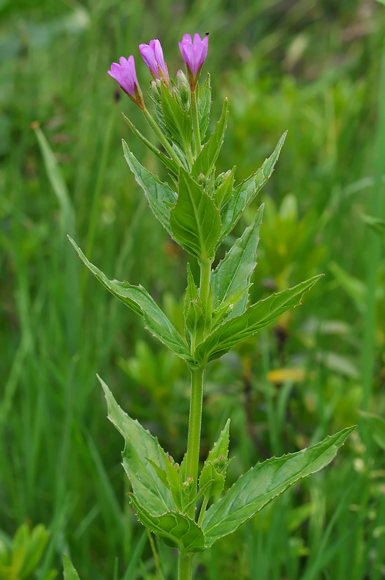 Epilobium alpestre