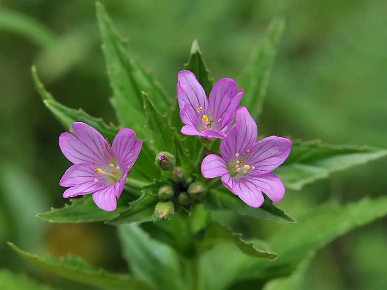 Epilobium alpestre