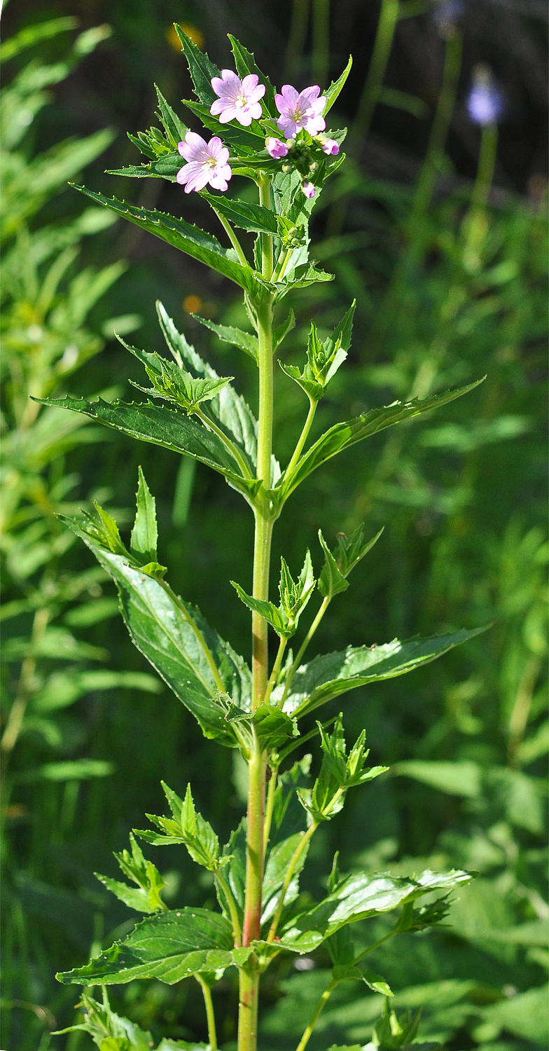 Epilobium alpestre