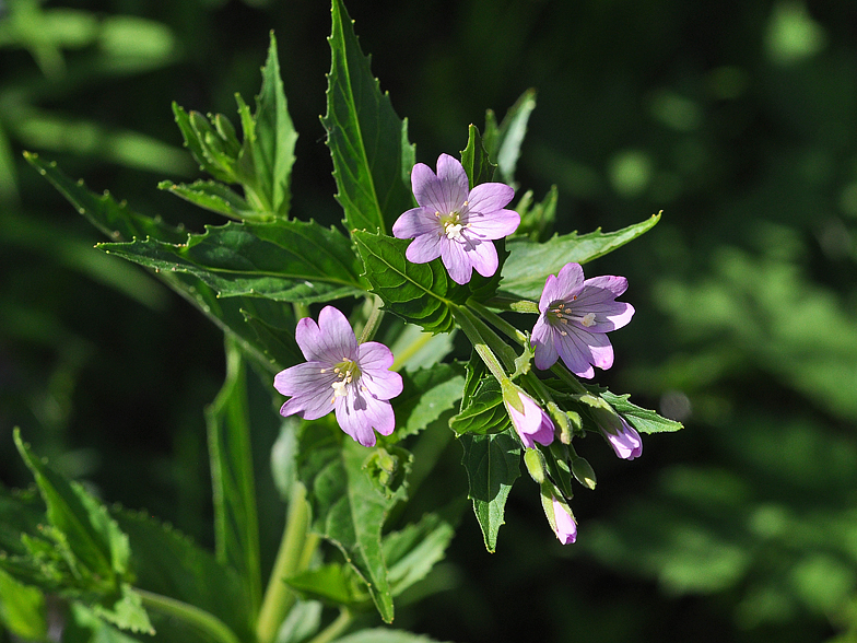 Epilobium alpestre