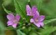 Epilobium alpestre