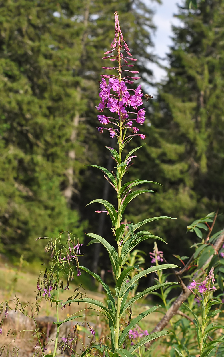 Epilobium angustifolium