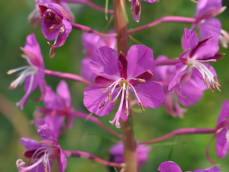 Epilobium angustifolium