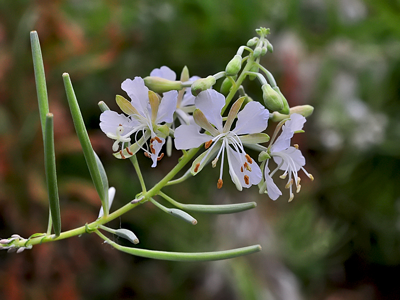 Epilobium angustifolium