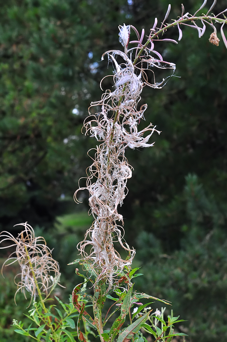 Epilobium angustifolium fruits