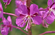 Epilobium angustifolium