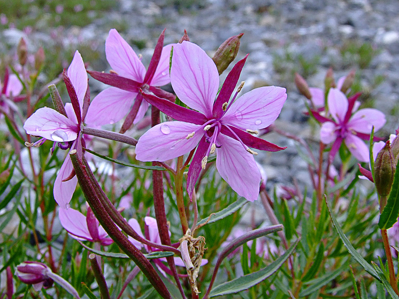 Epilobium fleischeri