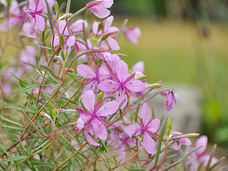 Epilobium fleischeri