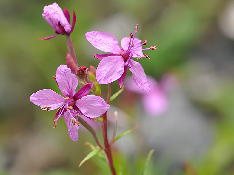 Epilobium fleischeri