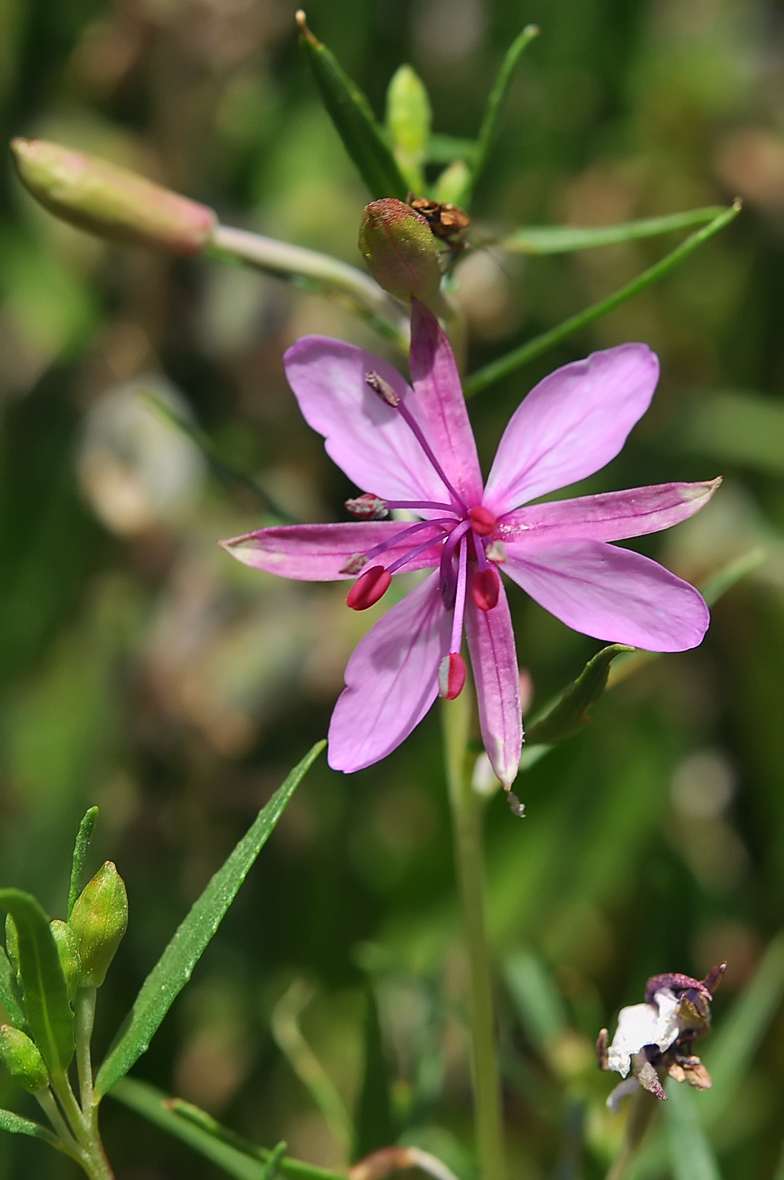 Epilobium fleischeri