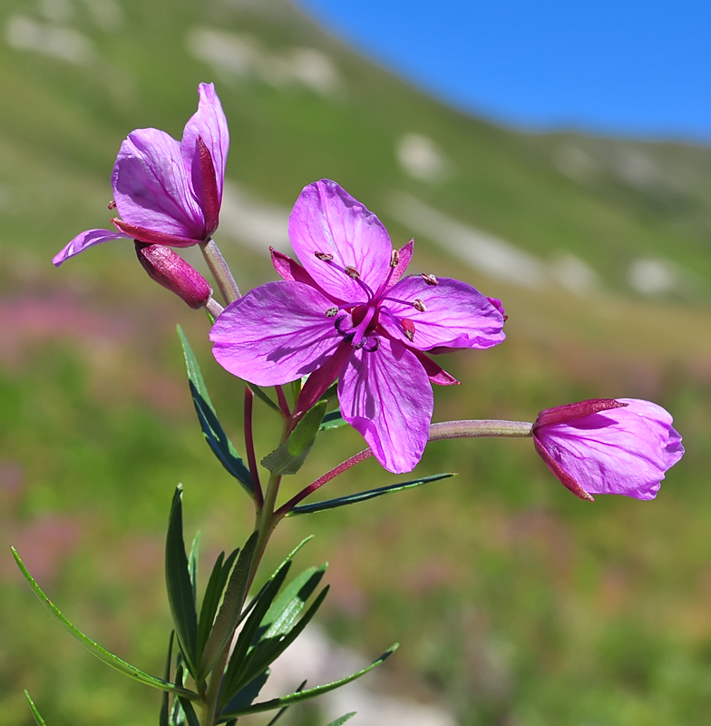 Epilobium fleischeri