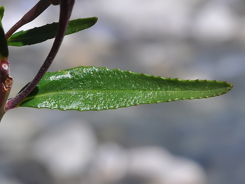 Epilobium fleischeri