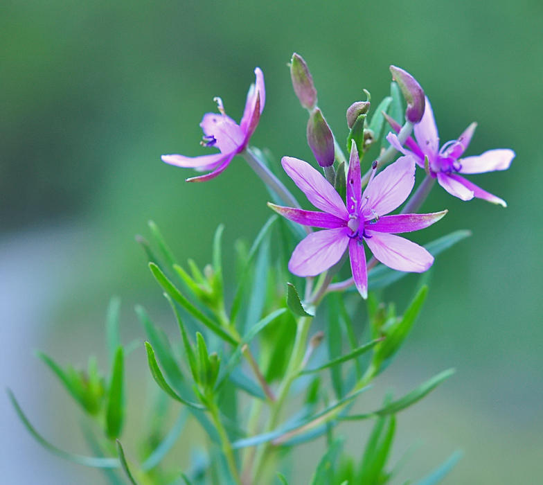 Epilobium fleischeri