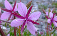 Epilobium fleischeri