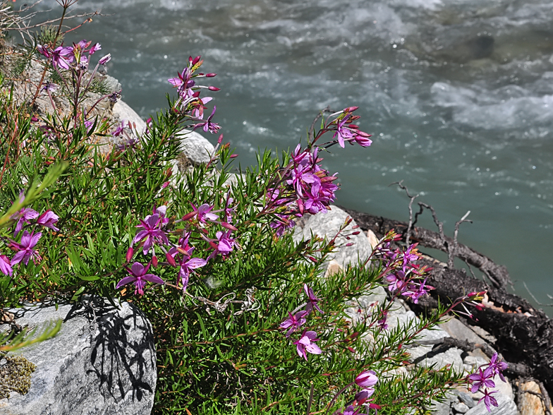 Epilobium fleischeri