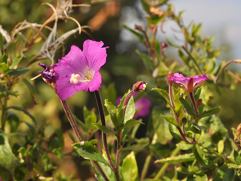 Epilobium hirsutum