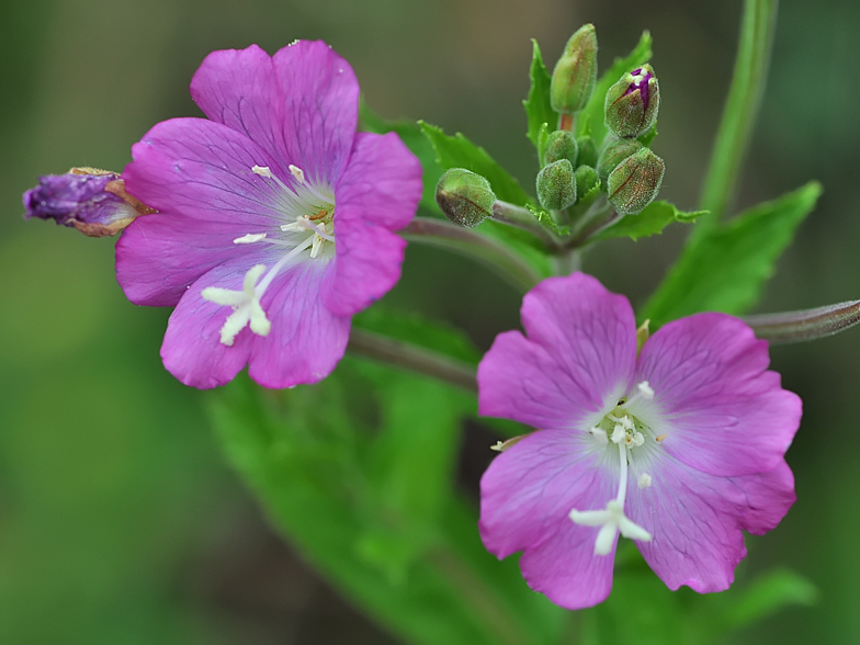 Epilobium hirsutum