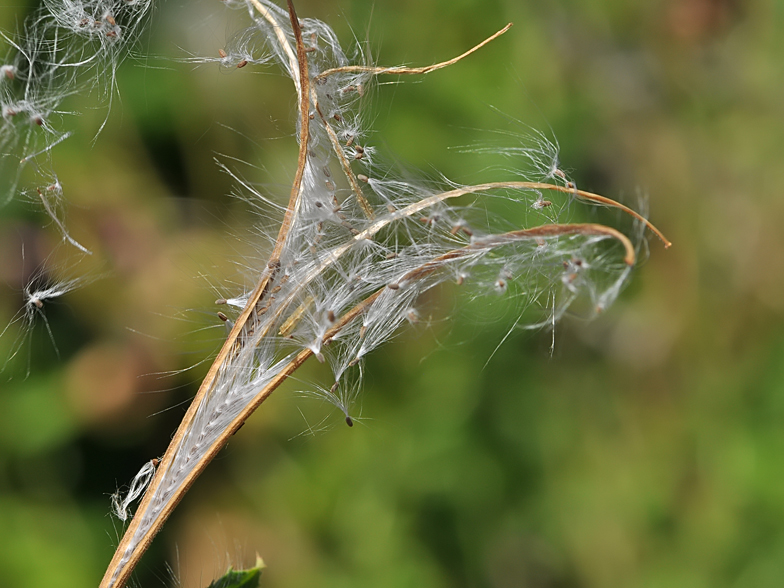 Epilobium hirsutum