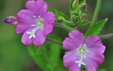 Epilobium hirsutum